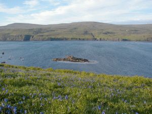 Bluebells beside Loch Pooltiel