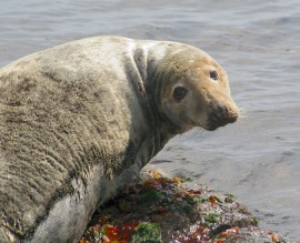 Atlantic Grey Seal