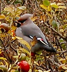 Waxwing in Milovaig