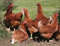 Hens at Glendale Croft Produce