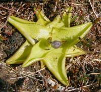 Butterwort