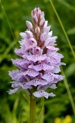 Heath Spotted Orchid