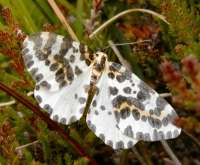 Magpie Moth at Milovaig