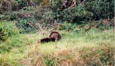 Otter in Milovaig