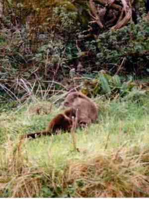 Otter in Milovaig