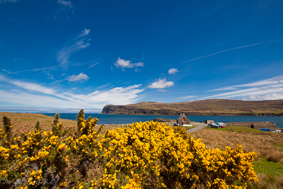 Gorse at Meanish Pier