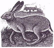 'Milovaig Hare' by Kathy Lindsley