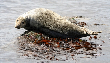 Atlantic Grey Seal
